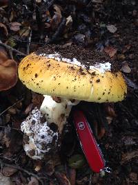 Amanita calyptroderma image