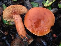 Lactarius rubidus image