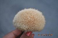 Hericium erinaceus image