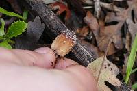 Coprinellus micaceus image