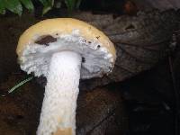 Stropharia ambigua image