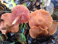 Laccaria laccata image