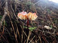 Marasmius plicatulus image