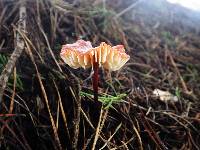 Marasmius plicatulus image