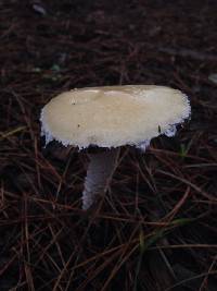 Stropharia ambigua image