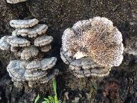 Schizophyllum commune image