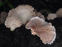 Schizophyllum commune image