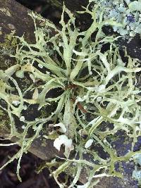 Ramalina leptocarpha image