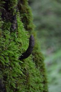 Xylaria polymorpha image