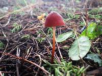 Marasmius plicatulus image