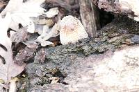 Coprinellus micaceus image