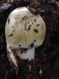 Amanita phalloides image