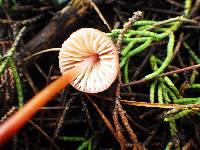 Marasmius plicatulus image