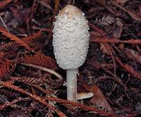 Coprinus comatus image