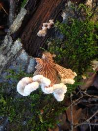 Schizophyllum commune image