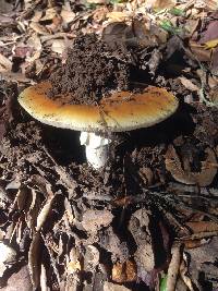 Amanita calyptroderma image