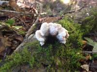 Schizophyllum commune image