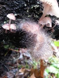 Mycena bulliformis image