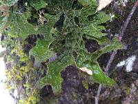 Lobaria pulmonaria image