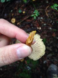 Craterellus tubaeformis image