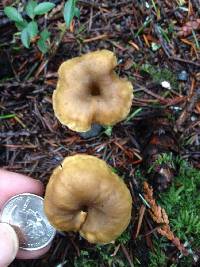 Craterellus tubaeformis image