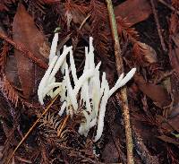 Clavaria fragilis image