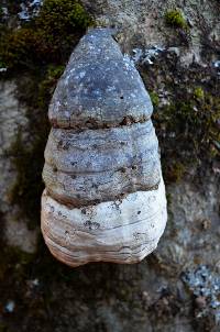 Fomes fomentarius image