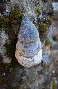 Fomes fomentarius image