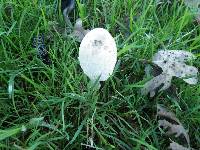 Coprinus comatus image