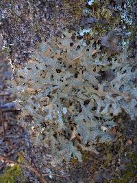 Lobaria pulmonaria image