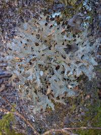 Lobaria pulmonaria image