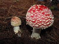 Amanita muscaria image