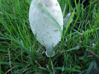 Coprinus comatus image