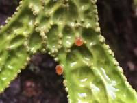 Lobaria pulmonaria image