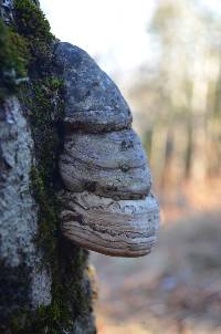 Fomes fomentarius image