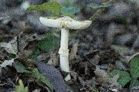 Amanita phalloides image