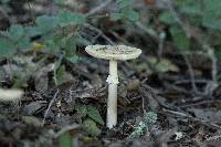 Amanita phalloides image