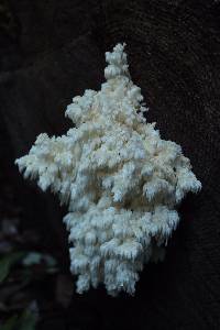 Hericium coralloides image