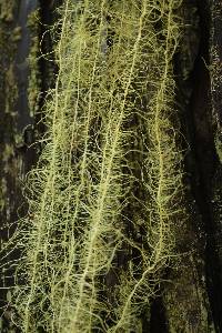 Dolichousnea longissima image
