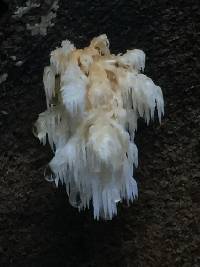 Hericium coralloides image