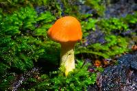 Gymnopilus sapineus image