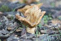 Lactarius alnicola image