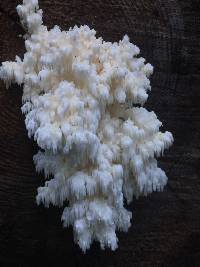 Hericium coralloides image