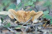 Lactarius alnicola image