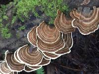 Trametes versicolor image