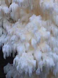 Hericium coralloides image