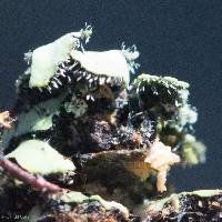 Phaeophyscia hispidula image