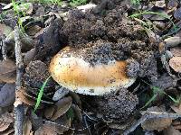 Amanita calyptroderma image