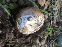 Amanita calyptroderma image