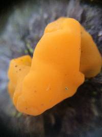 Dacrymyces chrysospermus image